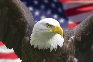 [image] Bald Eagle/American Flag